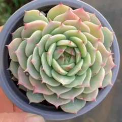 ブルージーン 胡蝶蘭 蘭 ラン BLUE GENE 苗 熱帯植物 オーキッド