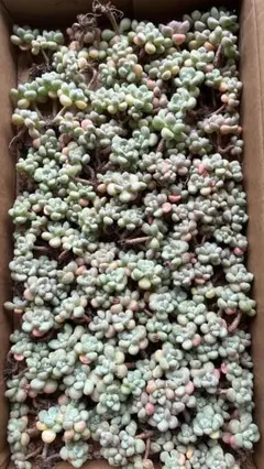 BS1309 ストロベリームース×32株 抜き苗 多肉植物 エケベリア 韓国苗
