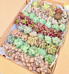 9.多肉植物　寄せ植えセット　カット苗