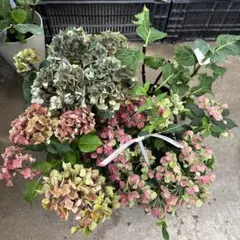 106.紫陽花　花終わり　4種セット　送料込みのサムネイル