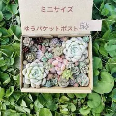 ✾54多肉植物　エケベリア　カット苗　ミニサイズ　ちまちま寄せ植え