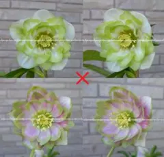 8063○種5粒クリスマスローズ 種子♀糸爪絞り系緑グラデ♂糸ピコ