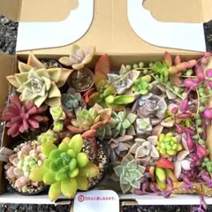 多肉弁当　多肉苗　多肉カット苗　マディバ　エケベリア　レインドロップ