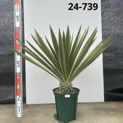 ユッカ　グロリオサ　バリエガータ【24-702】 楽天市場】【現品】ユッカ・グロリオサ・バリエガータ 7号 白鉢（6〜11