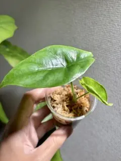 honokoo様 リクエスト 2点 まとめ商品