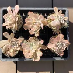 【在庫訳あり｜おまけ付！】エケべリア韓国苗　マケベニア錦　多肉植物　ポコ多肉