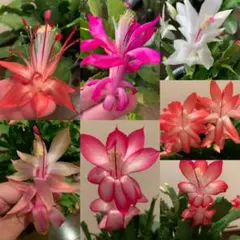 2026年最新】シャコバサボテン ムーンライトの人気アイテム - メルカリ