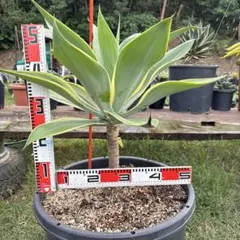 メルカリ便発送‼︎　アテナータ変わり斑　4カット苗 2025年最新】アテナータ 斑入りの人気アイテム - メルカリ