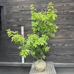 ソヨゴ　希少な雌雄混植株　実が一株でなりやすい 樹形もきれいなお品　現品限り ソヨゴ 希少な雌雄混植株 実が一株でなりやすい ダイナミック株 114