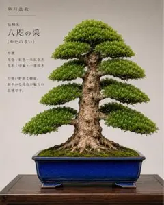 激レア】RE BONSAI 九谷焼 RE盆栽 青【SnowMan 岩本照愛用】 - メルカリ