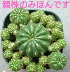 サボテン、金鯱の種子80粒!種蒔きの説明書付き！採れたて!エキノ