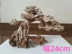 2026年最新】盆栽流木の人気アイテム - メルカリ