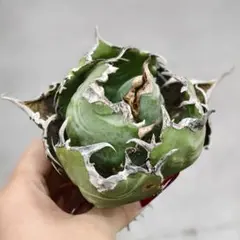 2026年最新】白豪刺の人気アイテム - メルカリ