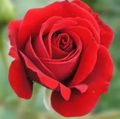 あっくん様専用出品