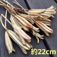 ユリガラ　約22cm ネコポスいっぱい　ヤマユリ　テッポウユリ＊no.7
