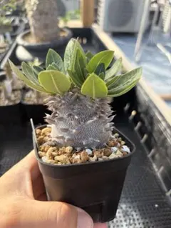 パキポ風扁平多頭美株！ レウコスリクス チレコドン 多肉植物 塊根植物