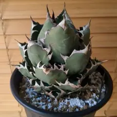 期間限定【REZA産】③イラン株　アガベ　プリンス　天芽　希少 2025年最新】アガベ イラン株の人気アイテム - メルカリ