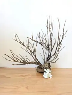 2026年最新】ウミウチワの人気アイテム - メルカリ