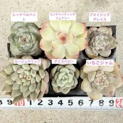 恵美子様 リクエスト 2点 まとめ商品