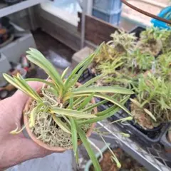 富貴蘭 月影（つきかげ） 3本立ち 希少品種 メルカリ便 - メルカリ