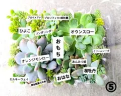 megu様 リクエスト 2点 まとめ商品