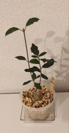 塊根植物 火星人 フォッケア・エデュリス 実生のサムネイル
