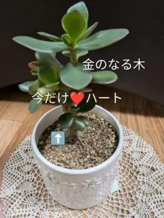 2026年最新】金のなる木 植物の人気アイテム - メルカリ