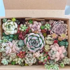 シーちゃん様 リクエスト 2点 まとめ商品