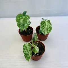 アグラオネマ ピクタム 