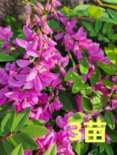 川獺様 リクエスト 2点 まとめ商品