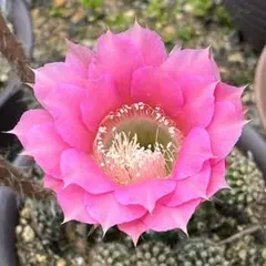 多肉植物 花サボテン 白檀 トゥルーディ カキコ - メルカリ