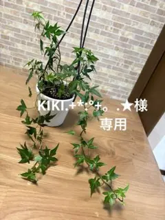 観葉植物　アイビー　希少種　アスタリスク