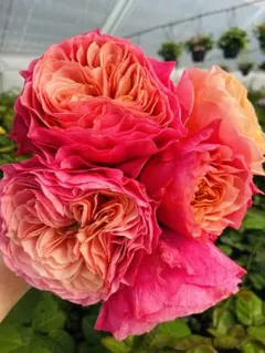 ミナコ様 リクエスト 2点 まとめ商品