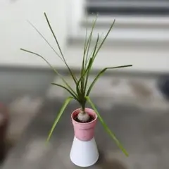 이것은 작은 노리나 (도쿠릴란) 새싹입니다.