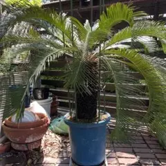 大株 蘇鉄 引き取り限定 - メルカリ