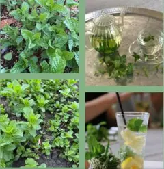 ローズ様 リクエスト 3点 まとめ商品