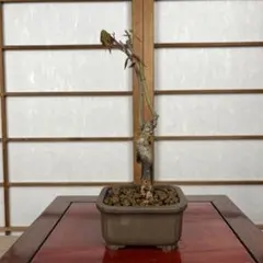 紅葉(もみじ)】 