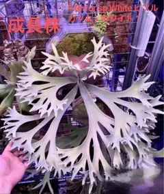 ビカクシダ P.willinckii dwarf 'OMG' 前葉体 管理③ - メルカリ