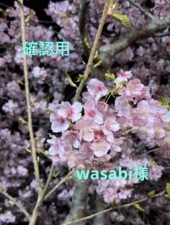 Terri Weifenbach写真集「Some Insects」花　空　虫　庭 Terri Weifenbach写真集「Some Insects」花 空 虫 庭 - メルカリ