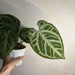ゆう様専用Homalomena rex 'Guiro'、アンスリウム複葉 - メルカリ