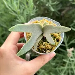 メルカリ便！P. willinckii ’Jenny’ TC 3421 2026年最新】willinckii jennyの人気アイテム - メルカリ