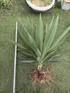 ユッカグロリオサ 極上株（鉢植え4年もの) - メルカリ