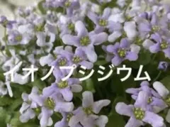 イオノプシジウム　1苗＋オマケ(ベビー2苗)のサムネイル
