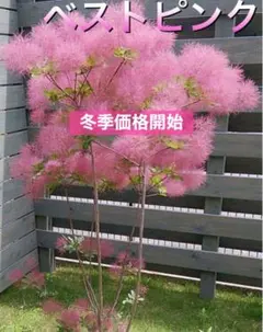 キタサン様 リクエスト 2点 まとめ商品