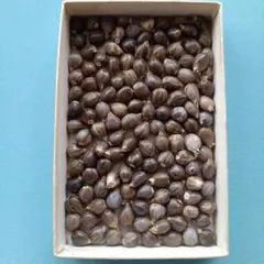 2025年最新】お手玉 数珠玉の人気アイテム - メルカリ