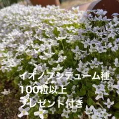 イオノプシジウム種子100粒以上のサムネイル