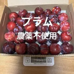プラム すもも コンパクトBOXいっぱい　Dのサムネイル