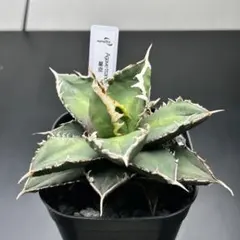 2025年最新】アガベ星空の人気アイテム - メルカリ