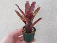 ホヘンベルギア エドムンドイ② 抜き苗 タンクブロメリア 観葉植物