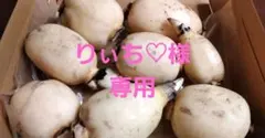れんこん　りぃち♡様専用